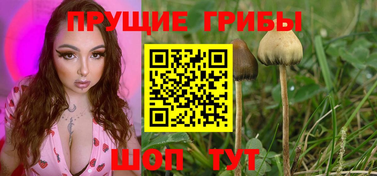 Галлюциногенные грибы прущие грибы  Вход с VPN  Звенигород 